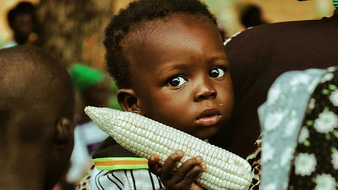 A child wearing patterned clothing holds an ear of corn, looking intently at the camera.