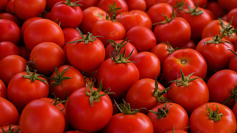 A pile of fresh red tomatoes with green stems.