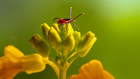 A tiny red mite resting on a yellow flower against a soft green background.