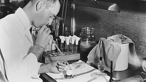 A wartime-era scientist pipetting samples at a laboratory bench, with petri dishes and culture tubes, circa 1940s, illustrating the painstaking manual process of early penicillin research and purification.