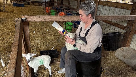 A woman gently feeds a baby lamb in a pen.