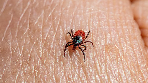 A close-up of a tick attached to a person's hand.