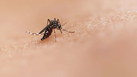 Close-up image of a mosquito resting on human skin.
