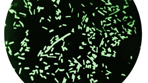 A black and green circular object featuring numerous green dots scattered across its surface.