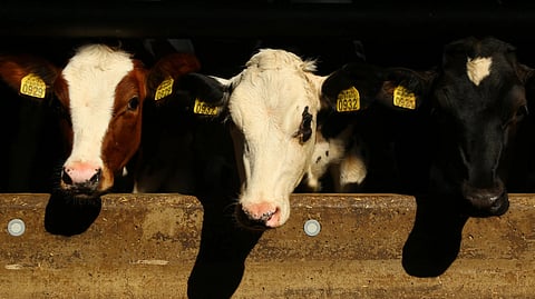 A group of cows standing in a grassy pen with wooden fencing.