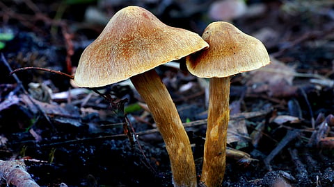 Two golden-brown mushrooms grow together from damp forest soil with twigs and debris.