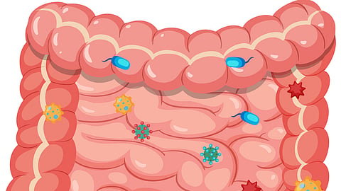 An illustration of the human digestive system showing intestines with colorful microbes inside.