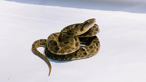 Snake involved in suspected bite case linked to death of pregnant woman in Malkangiri Odisha.