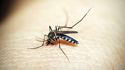A close-up of a person's arm with a mosquito resting on the skin.