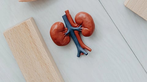 A pair of kidneys models.