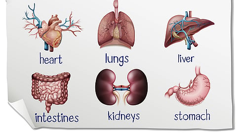An image showing human organs with their names labeled.