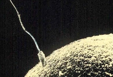 lone-survivor sperm meeting egg for fertilization