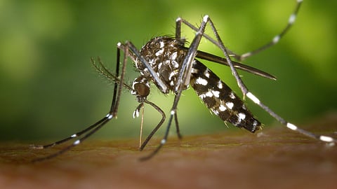 A malaria mosquito.