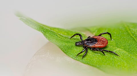 An adult blacklegged tick sits on a green leaf against a blurred background.