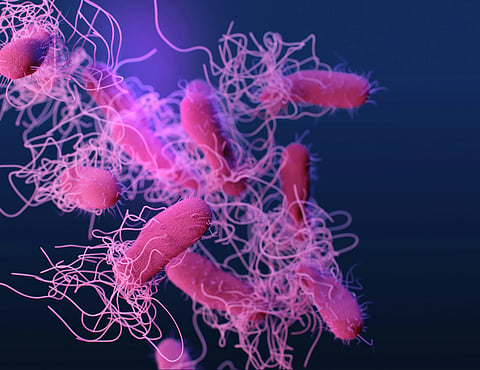 Magnified visualization of Lactobacillus bacteria with flagella, representative of live probiotic organisms