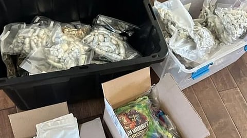 Boxes containing seized drugs and evidence collected during the investigation into the Fallbrook psilocybin operation.