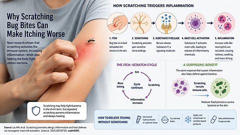New research shows that scratching bug bites activates nerve cells and immune cells, increasing skin inflammation while also strengthening the skin's antibacterial defenses.