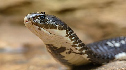 Venomous cobra