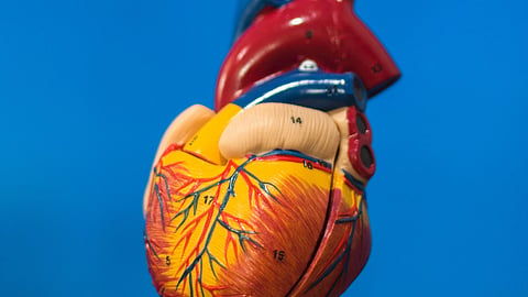 An anatomical model of a human heart floating against a solid bright blue background. 