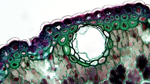 Close-up of a colorful plant cell showing its internal structures.