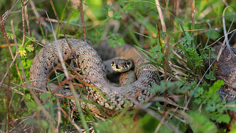 A snake amidst grass.