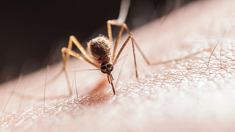A close-up of a mosquito biting human skin.