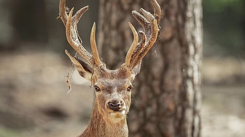 A close-up of a red deer with large antlers in a forest.