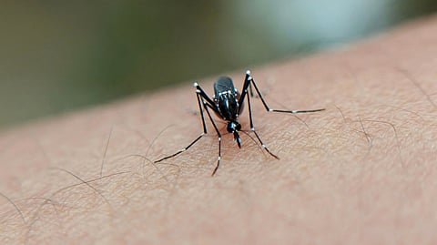 A black mosquito.