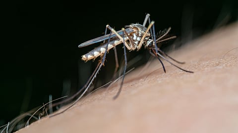 A mosquito with striped legs resting on human skin against a dark background.
