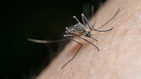 A close-up of a mosquito on human skin.