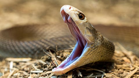 Open-mouthed cobra with raised hood showing its fangs.