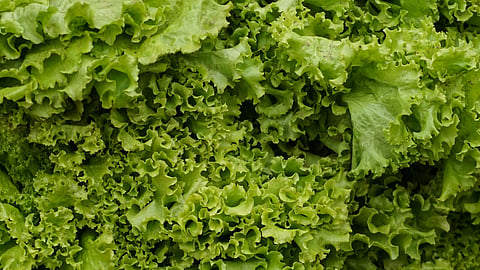 A close-up of fresh green leaf lettuce.