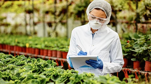 A researcher inspects leafy plants in a greenhouse with a clipboard.