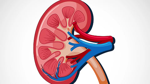 A cross-section illustration of a human kidney.