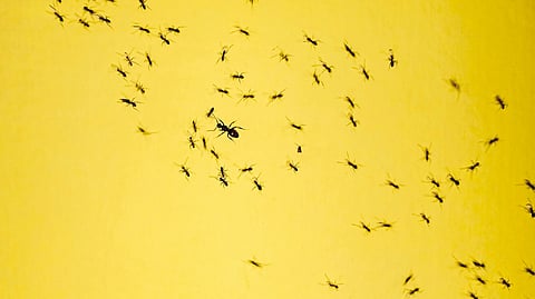 Close-up of winged ants.