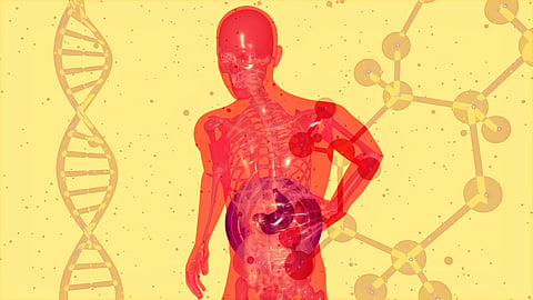 Illustration of a transparent human body with scientific graphics.