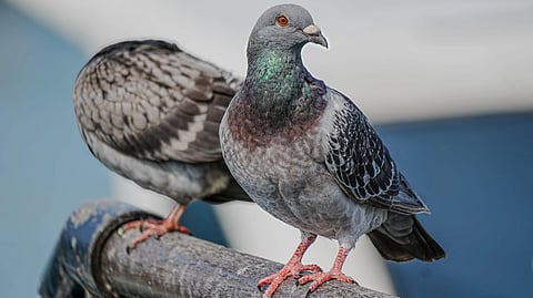 Two pigeons perched on a metal pipe.
