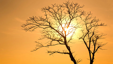 A leafless tree silhouetted against a bright orange sunset.