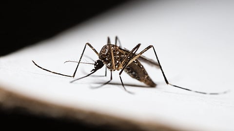 Mosquito resting on a white surface, shown in close-up.