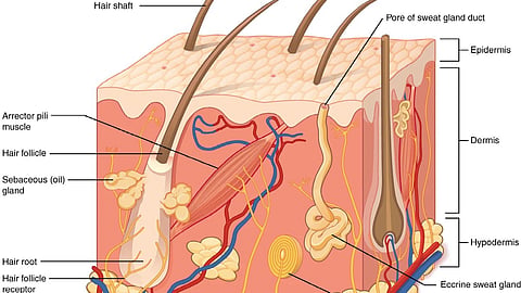 Diagram of hair follicle and hair.