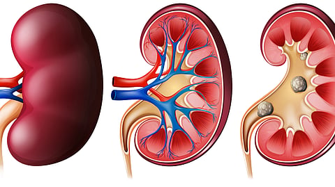 Illustration of kidney on white background.