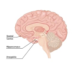 Medical illustration of the human brain. Labeled are the frontal cortex, hippocampus and amygdala.