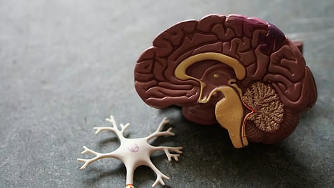 Brain and nerve cell model
