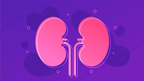 illustration of kidney for reference