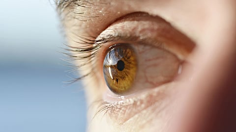 brown eye in sunlight 
