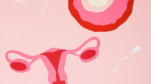 reproductive system