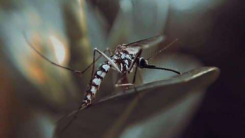 close up shot of a mosquito