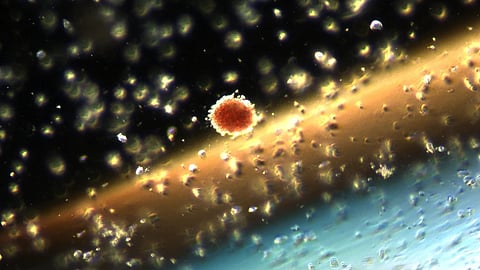The picture illustrates a microscopic view of a colony consisting of red blood progenitor cells. These cells were isolated from bone marrow of an acute myeloid leukemia patient and cultured in vitro, meaning grown in laboratory, to identify potential of individual cells to grow into colonies or to differentiate. In this picture, light refraction through media gives an impression of space with the colony of cells resembling a little star.