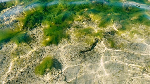 Detailed shot of lush green algae beneath clear water creating abstract patterns in the sunlight
