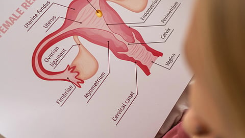 child studying about the female reproductive system part using a paper